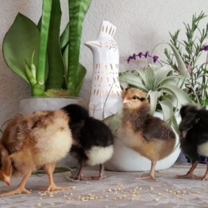 Four baby chicks are standing on a dresser picking at some feed. Houseplants are just behind the chicks against the wall.