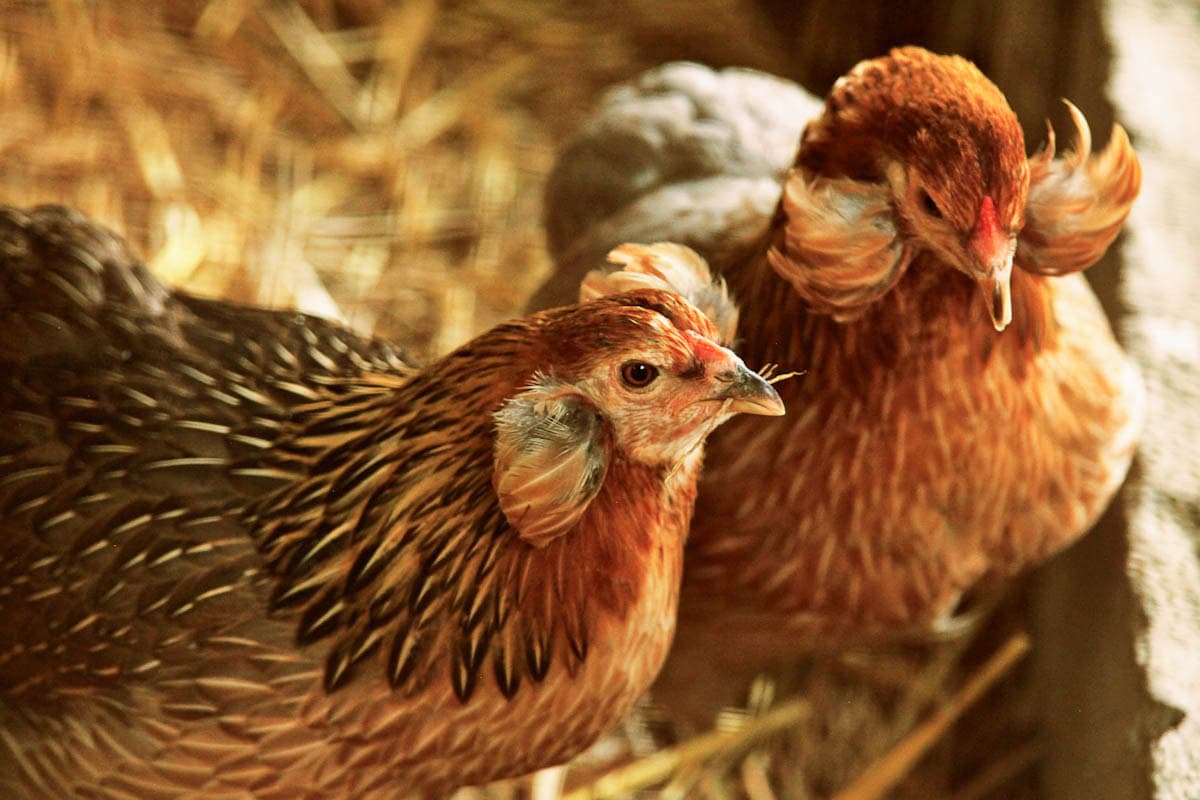 Two Araucana chickens who have feather tufts growing outwards form their ears.