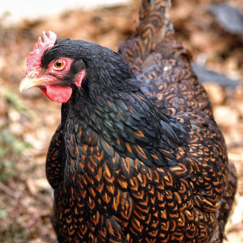 A Barnvelder hen with striking golden laced feathers.