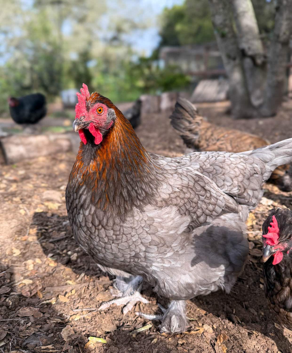 A blue copper Marans hen stands next to a few of a her flock members. She is covered in grey feather which get darker as they get close to her neck. The neck also has striking bright copper colored feathers streaking down her neck as they fade into grey-blue.