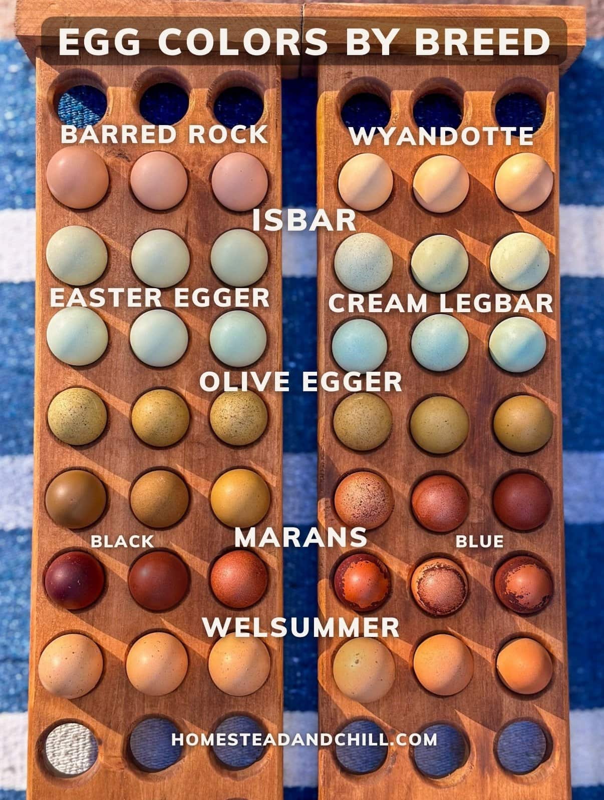 Two large wooden egg holders contain a variety of eggs from a number of different chicken breeds. The chicken breed name is listed just below or above the eggs in which those breeds laid.
