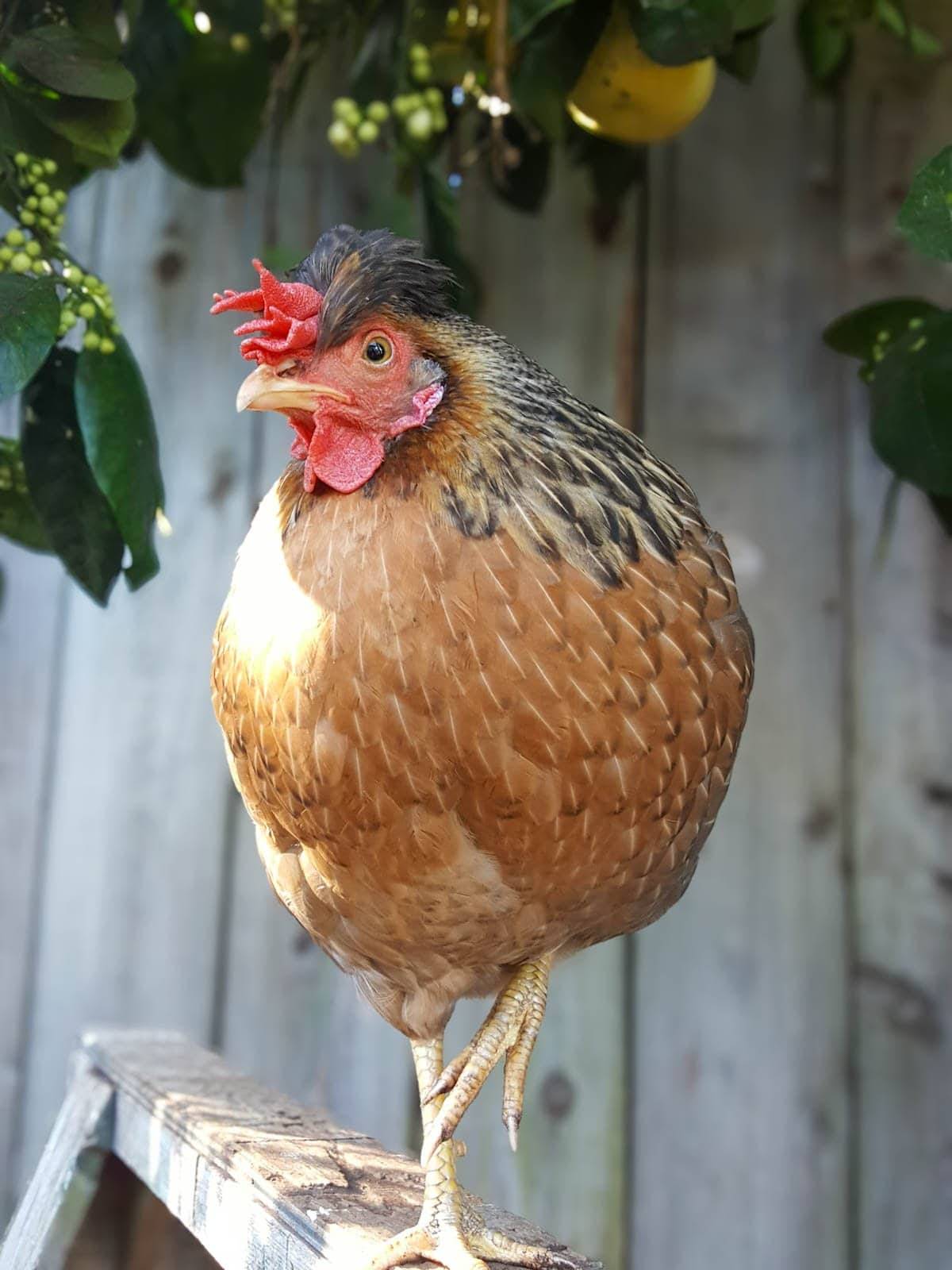 A close up of crested cream legbar hen standing under a lemon tree. She has a reddish brown chest, black and gold neck feathers, a large red comb that flops over her eyes on one side, and a pouf or crest of head feathers like a toupee.