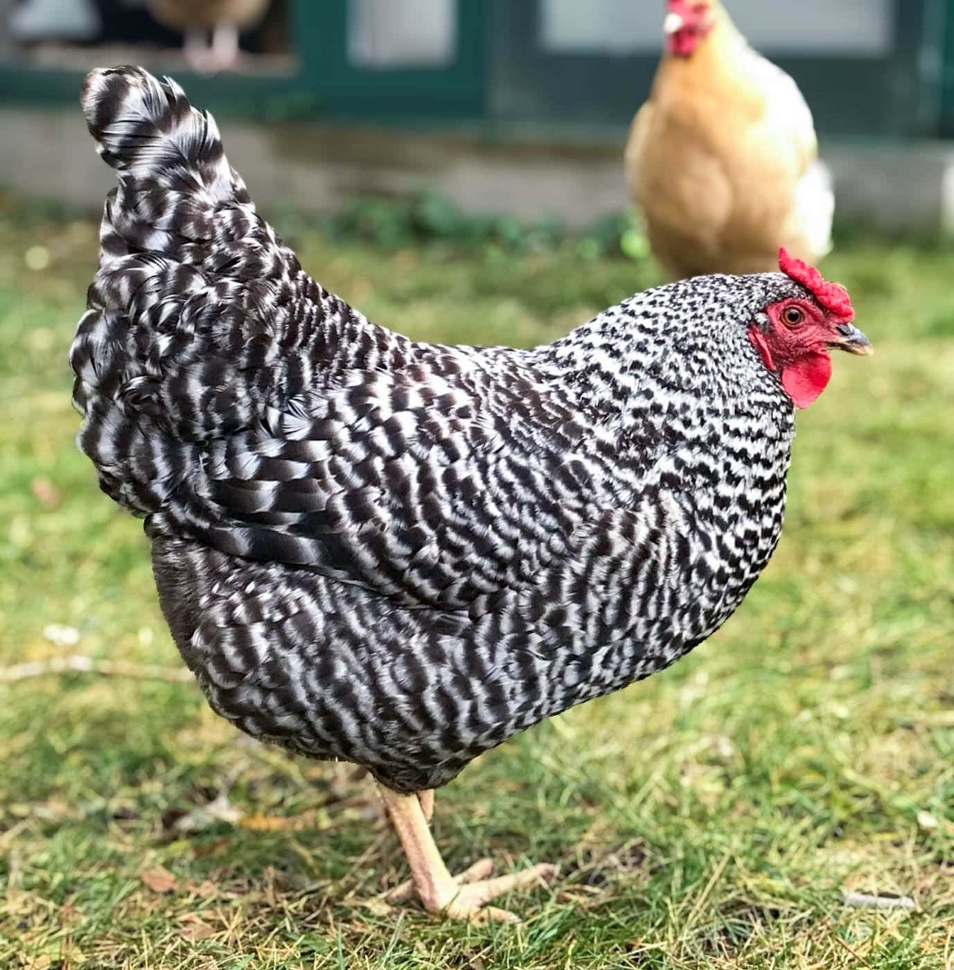 A dominique hen, with similar black and white colors as the barred rock chicken breed.