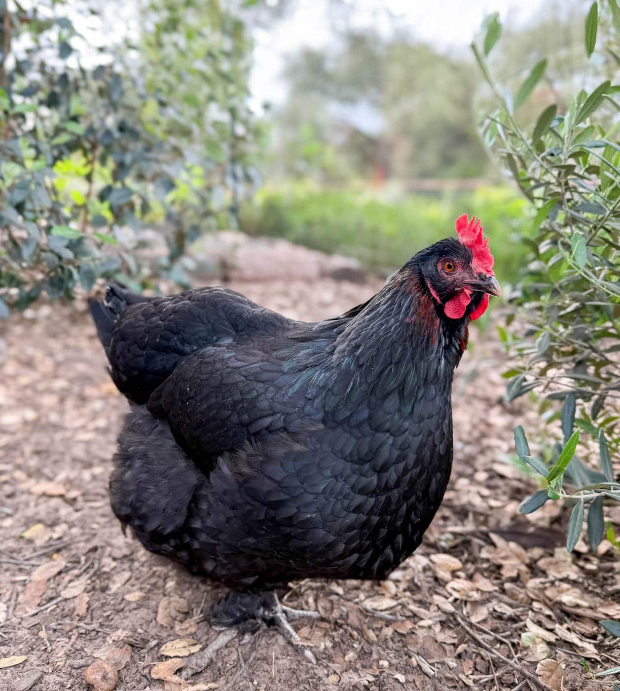 a black copper Marans hen stands next to a small olive tree. She has a large single comb with some copper speckles along her jet black feathers that are tinged with iridescent blues and greens.