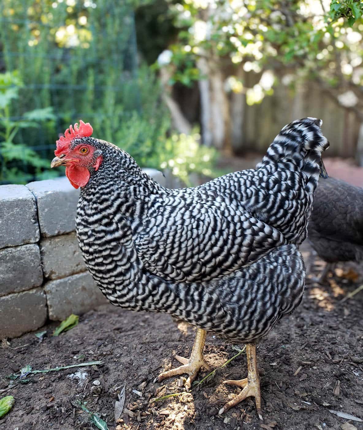 A close up of a barred rock chicken (hen) with striking black and white striped feathers and a large red comb.