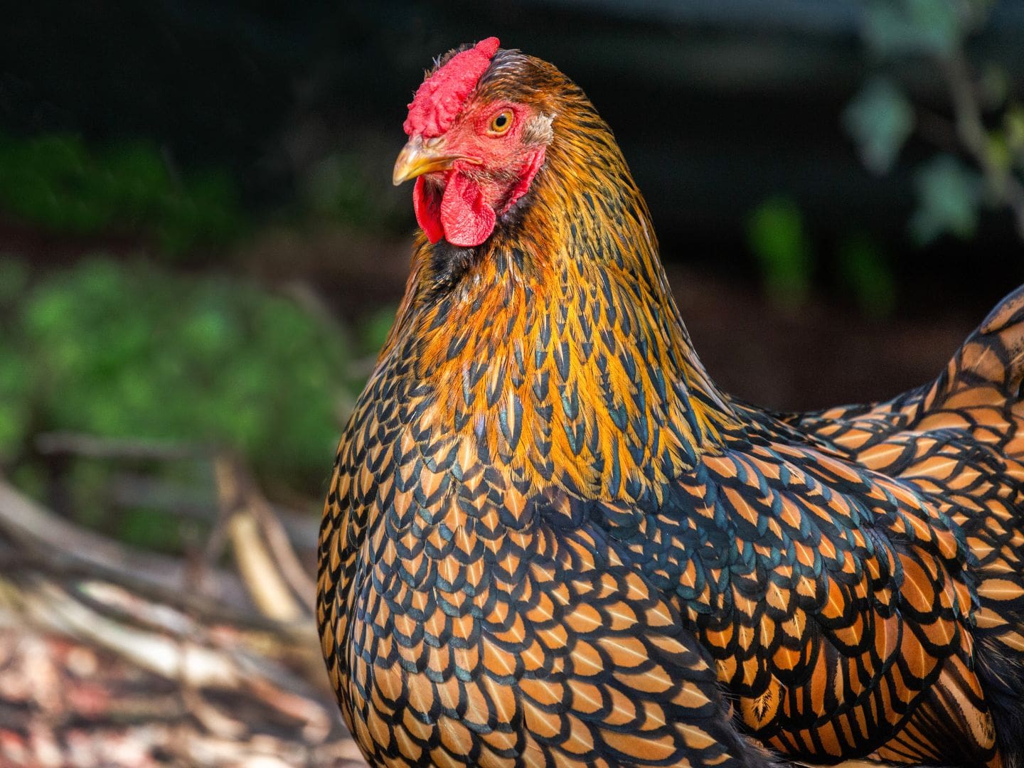 A gold lace Wyandotte stand regal with her beautiful gold laced feathers and bright red rose comb.