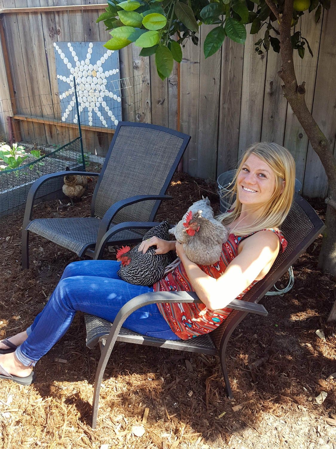 DeannaCat sitting on an Adirondack chair, holding two different chickens, one Olive Egger is resting in her arms while a Barred Rock is sitting in her lap. Another chicken is nearby, pecking around at the ground.