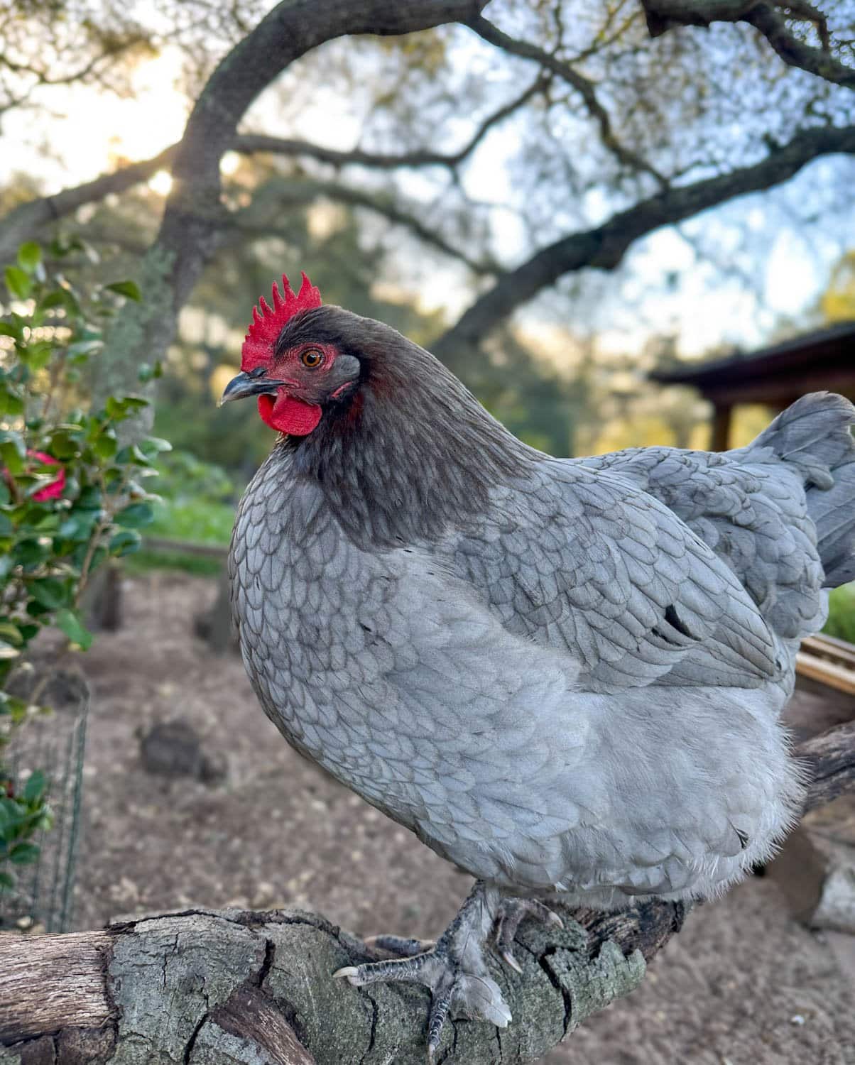 An olive egger chicken stands on a tree branch. She is covered in grey feathers with slightly darker gray neck feathers fleck with some copper. She has a large red single comb and wattles.