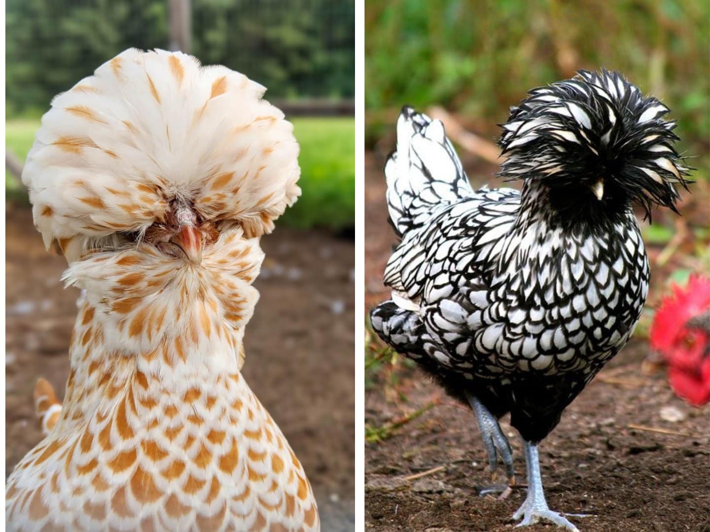 Two polish chickens with puffy head feathers. One is golden buff colored, with light yellow tan and while feathers, while the other is black and white