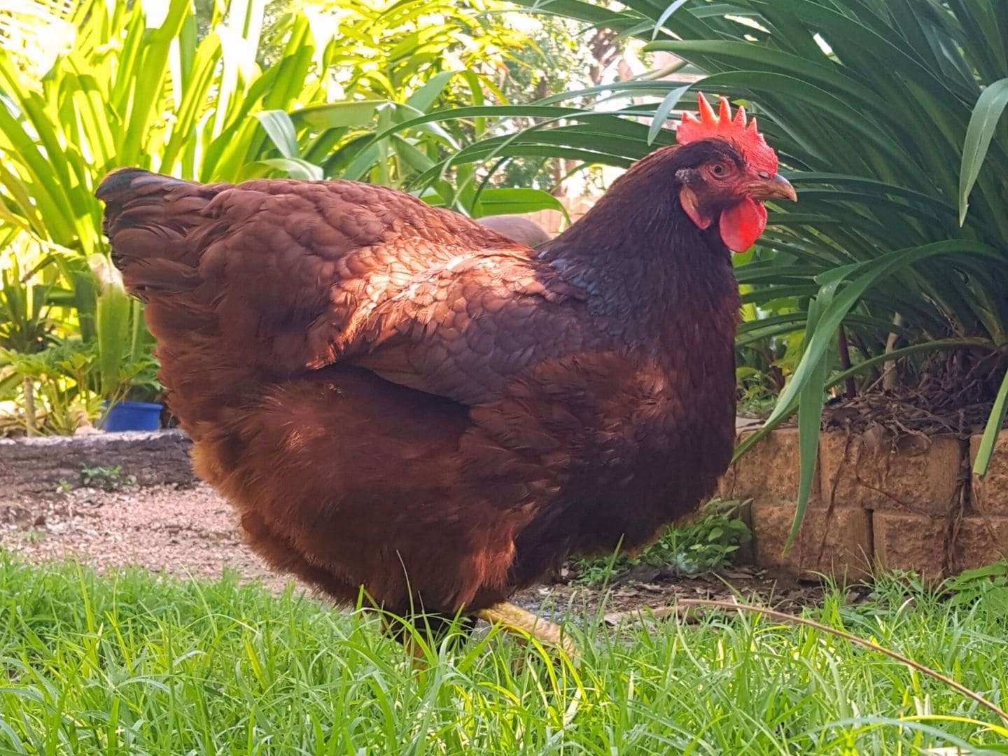 A Rhode Island Red chickens stands in some grass in a backyard. She is a large bird with a big comb and wattles.