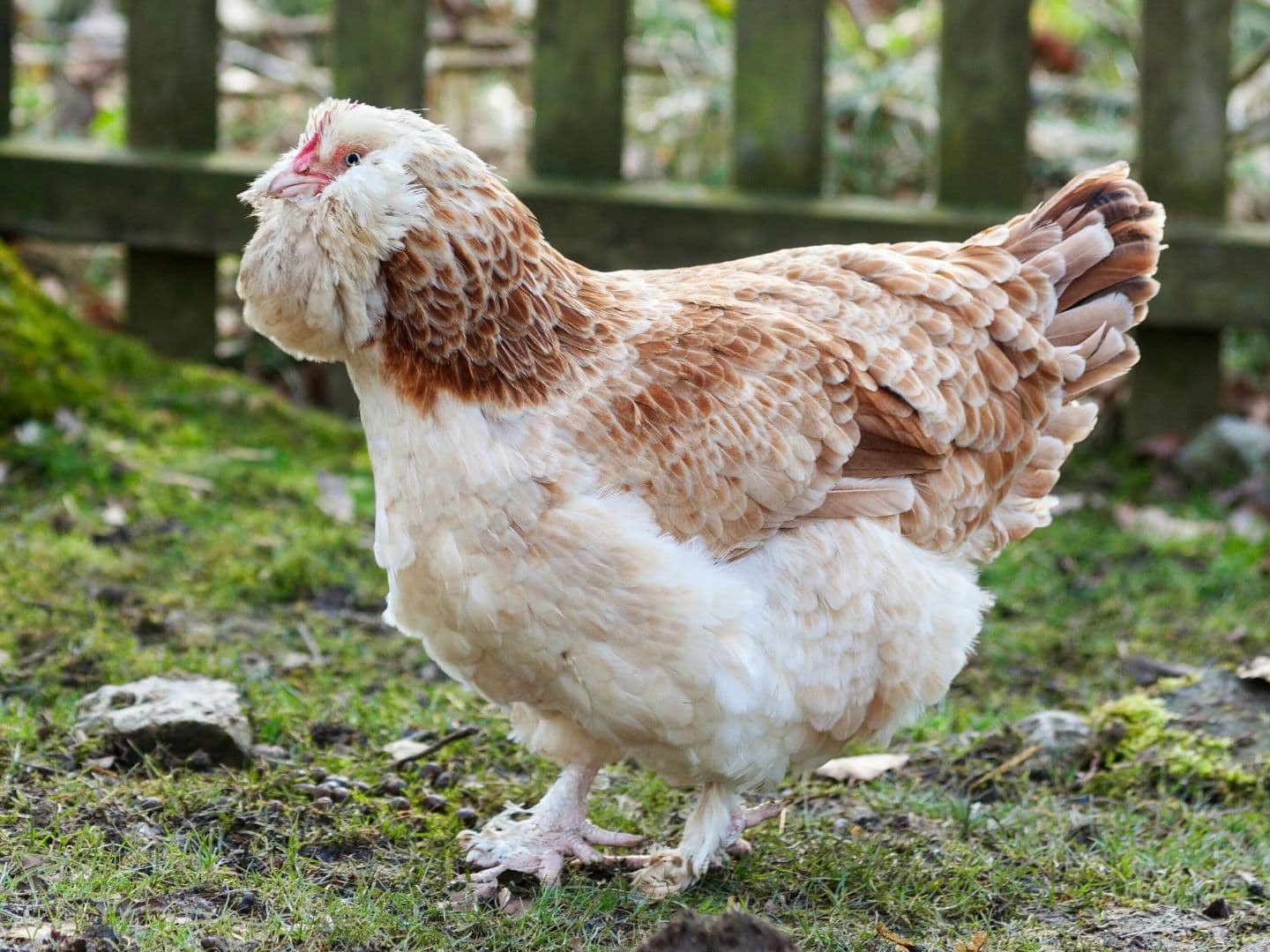 A large chicken breed with whitish to salmon brown feathers mixed in along its back with a large, fluffy beard stands in a grassy area.