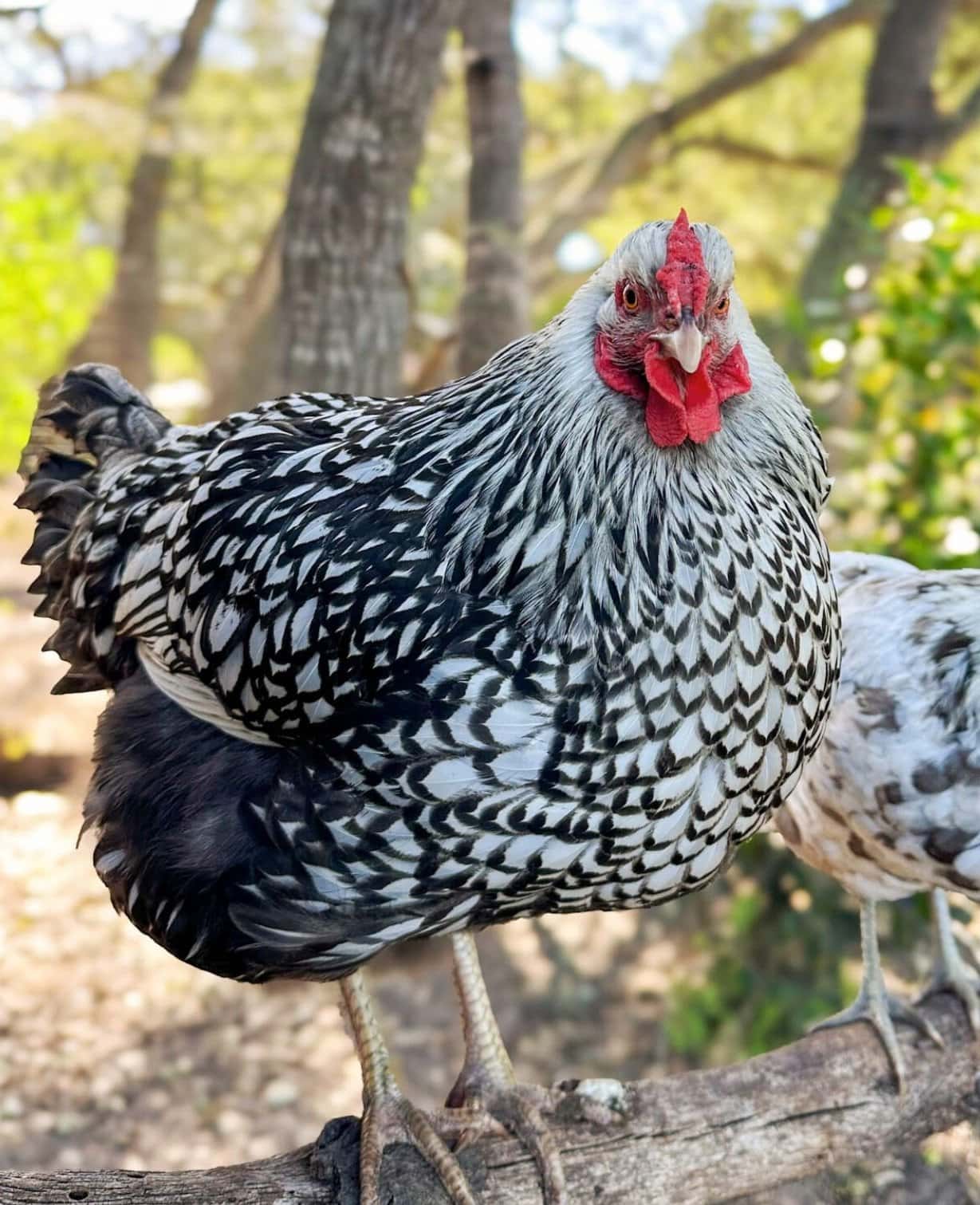 A silver laced Wyandotte stands on a tree branch, her silver laced feathers outlined in black. She has a bright red rose comb and wattles.