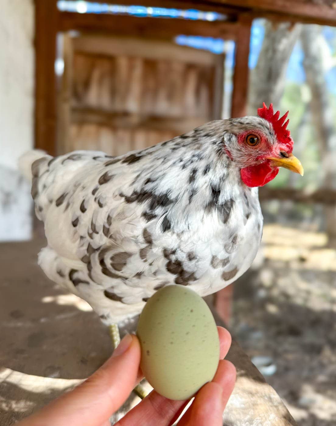 A moss green egg is held in front of a splash Isbar chicken breed who laid the egg.