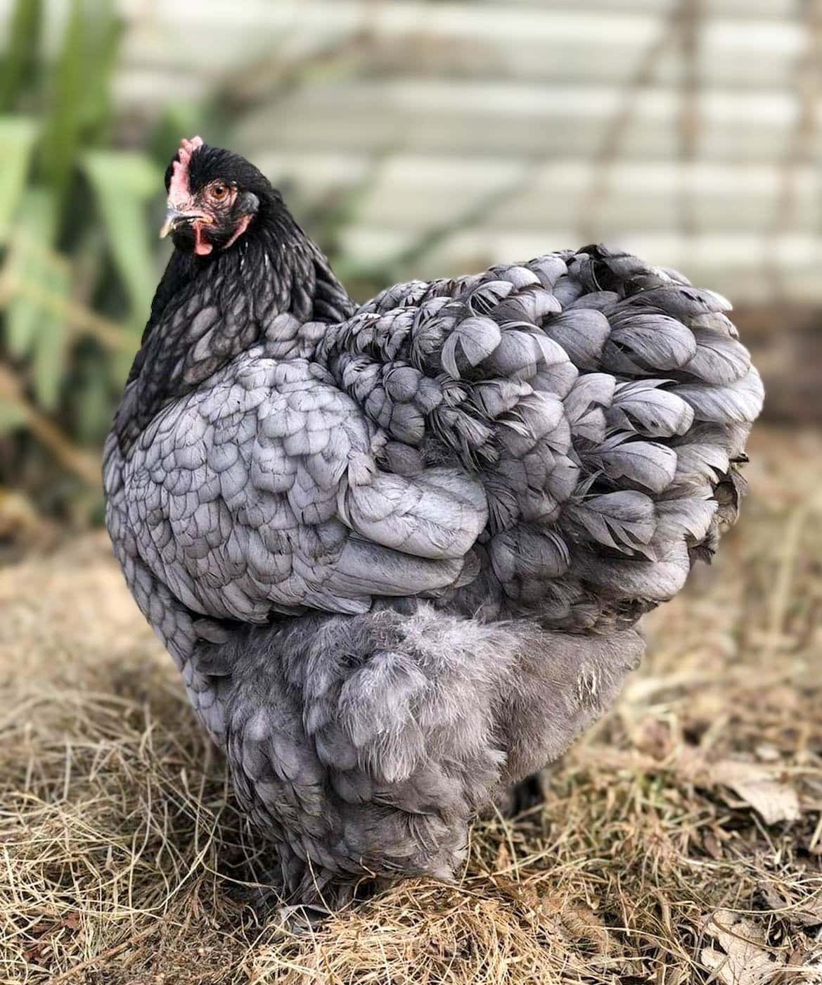 A large, very fluffy, Cochin, who is feathered from head-to-toe with grey blue feathers including fluffy legs that look like pants