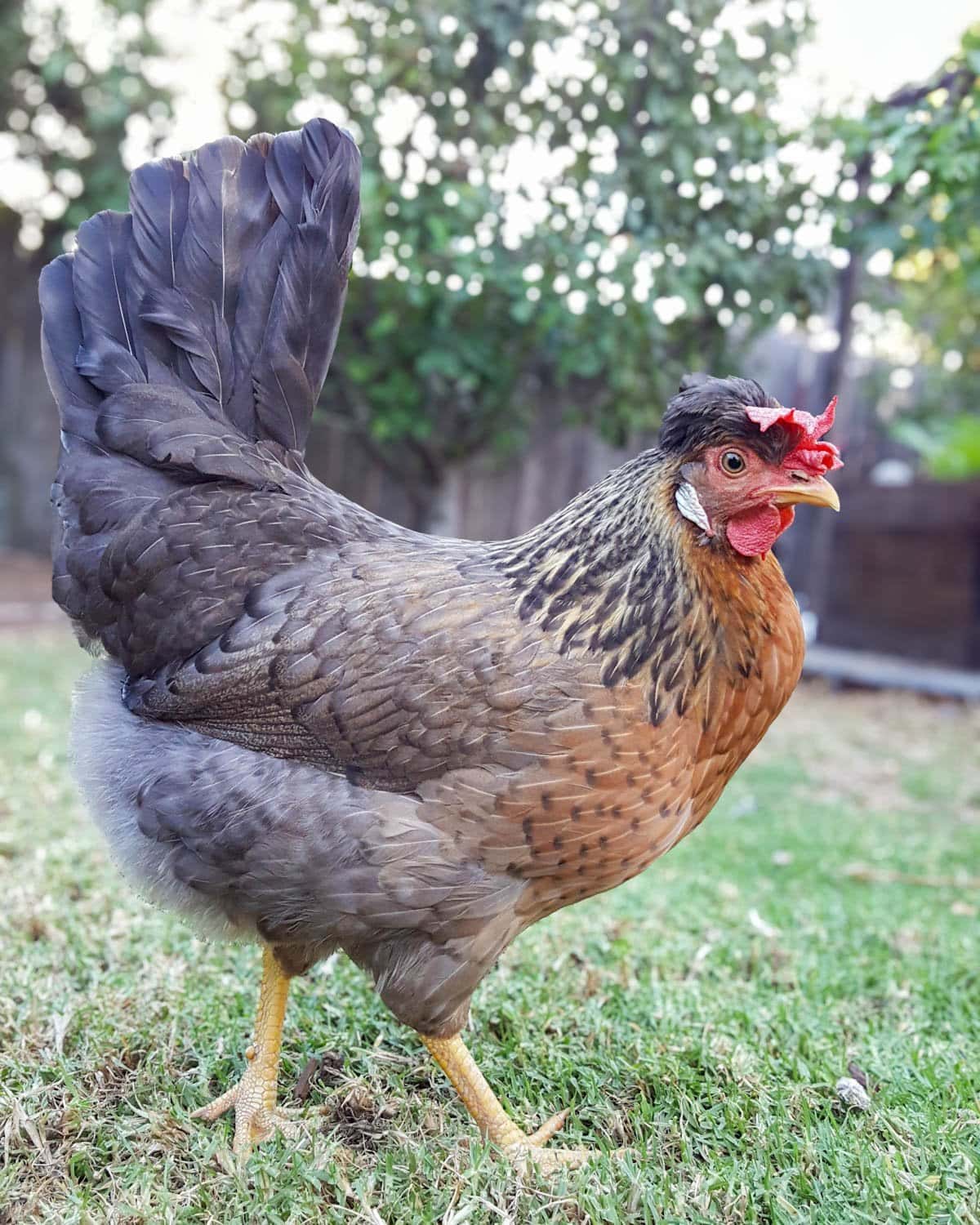 A crested creme legbar hen stands with a comb that is flopped over. Her tail feathers are erect, standing almost upright.
