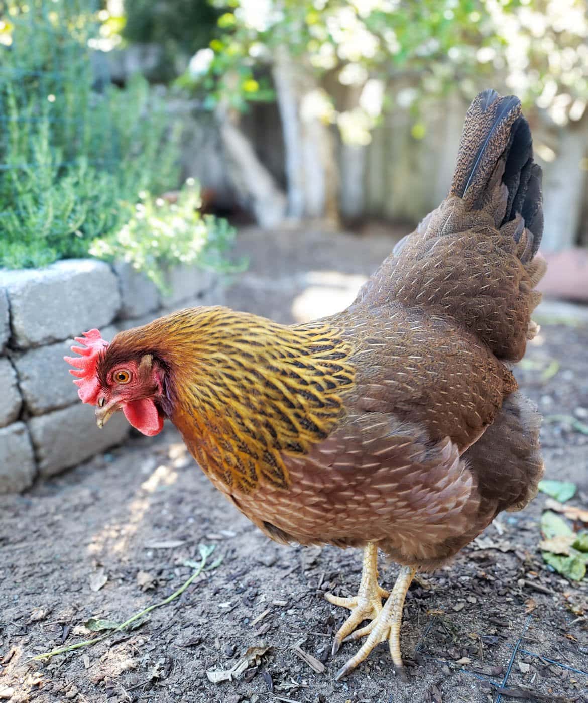 A close up of a Welsummer hen, with bright yellow neck feathers, a reddish brown body, and large red comb and wattles.