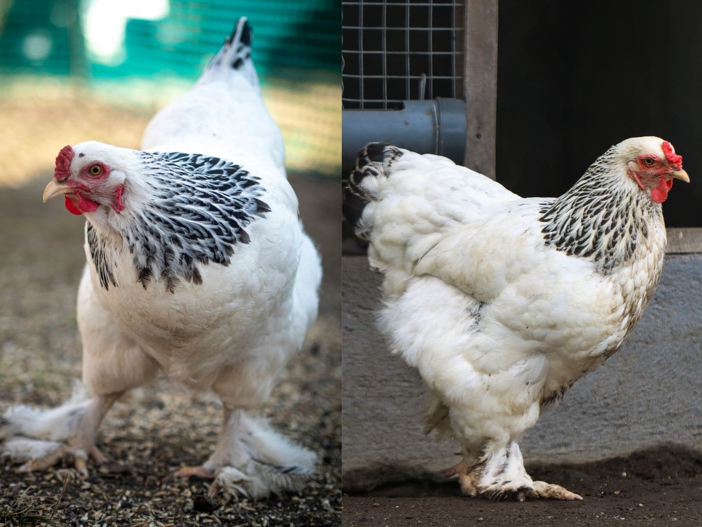 A two part image collage, the first image shows a large white bird with black neck feathers, a rose comb, and feathered legs. The second image shows the same bird from a side angle.