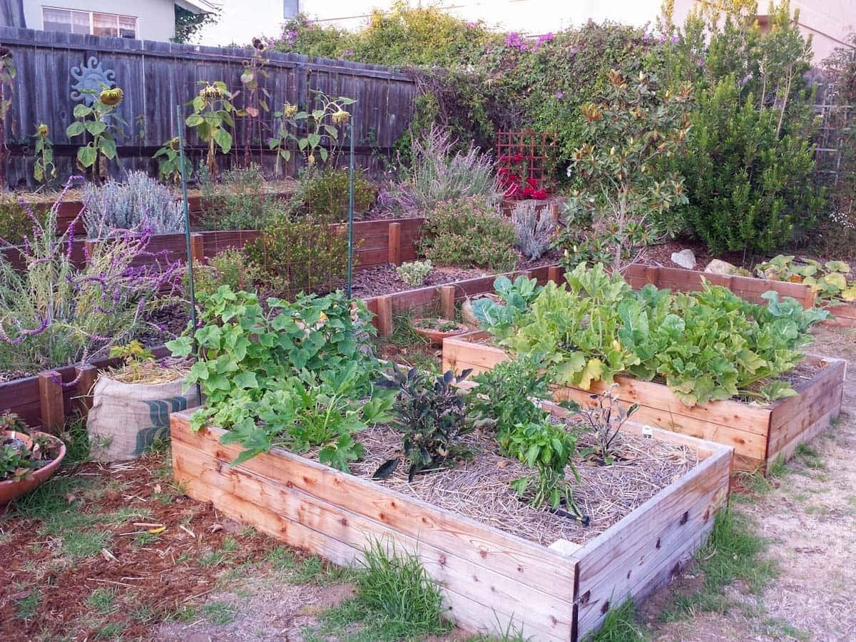 A garden with summer vegetables has weeds growing up and around the vegetables. Beyond are a variety of flowering perennials along with sunflowers lining the fence.