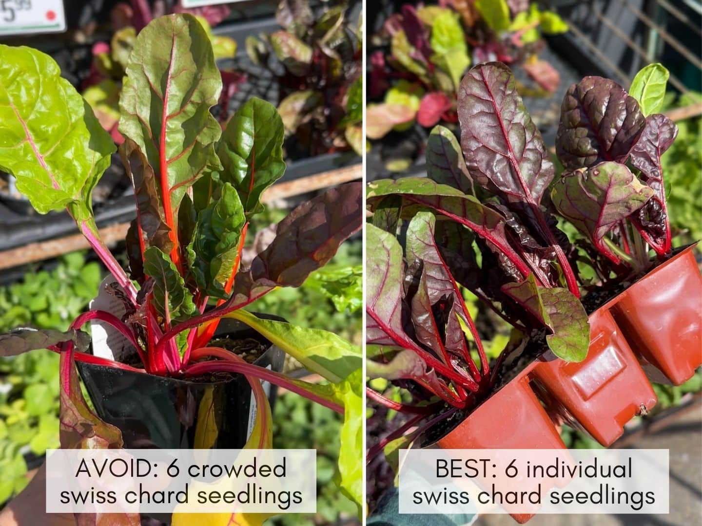 Two images of  hand holding vegetable seedlings to buy at a nursery. One shows a small 4" pot with many swiss chard seedlings growing in a cluster, with text saying "avoid this" and one shows a 6-cell pack with 6 individual larger swiss chard seedlings growing with text saying "choose this"