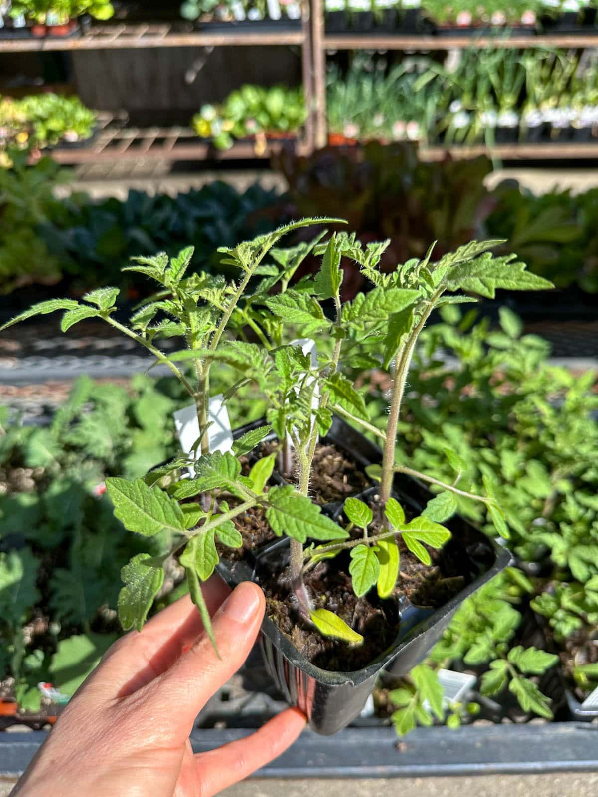 A hand holding a 4-pack of small, tender, bright green, healthy looking tomato seedlings