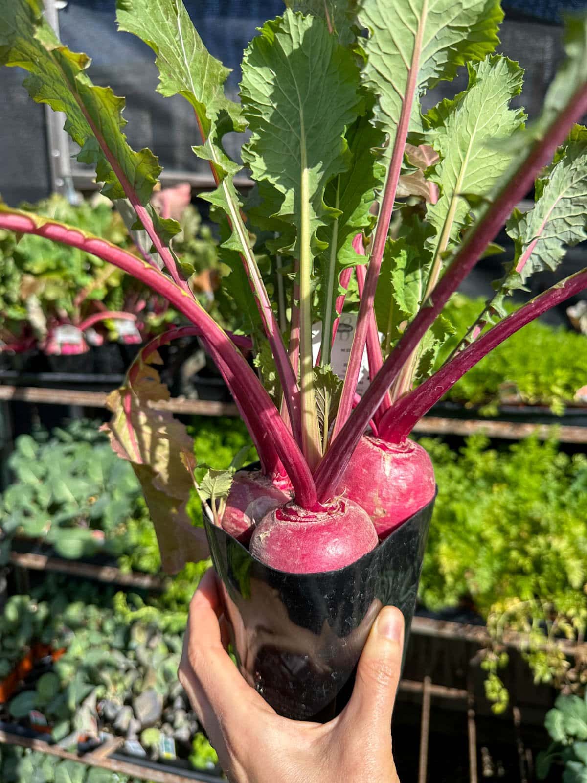A hand holding a small 4" plastic nursery pot with three large almost-mature turnips growing and stuffed inside, overflowing and pushing out the top
