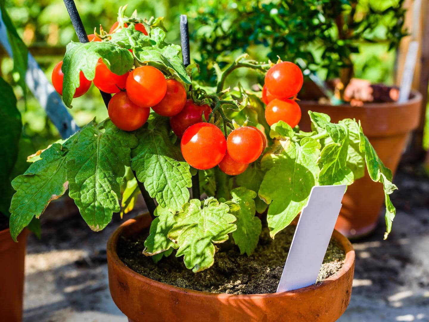 a very short tomato plant in a pot, less than 1 foot tall, full of red cherry tomatoes that are ready to pick
