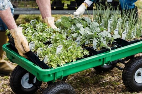 a small garden cart wagon at a nursery, with two people setting trays of healthy looking vegetable seedlings on the cart