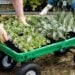 a small garden cart wagon at a nursery, with two people setting trays of healthy looking vegetable seedlings on the cart