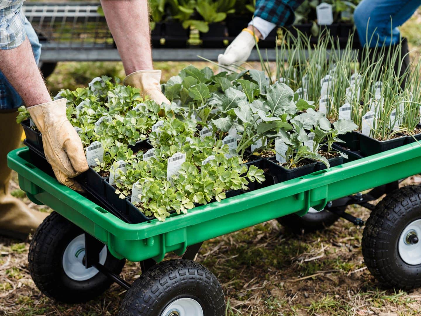 a small garden cart wagon at a nursery, with two people setting trays of healthy looking vegetable seedlings on the cart