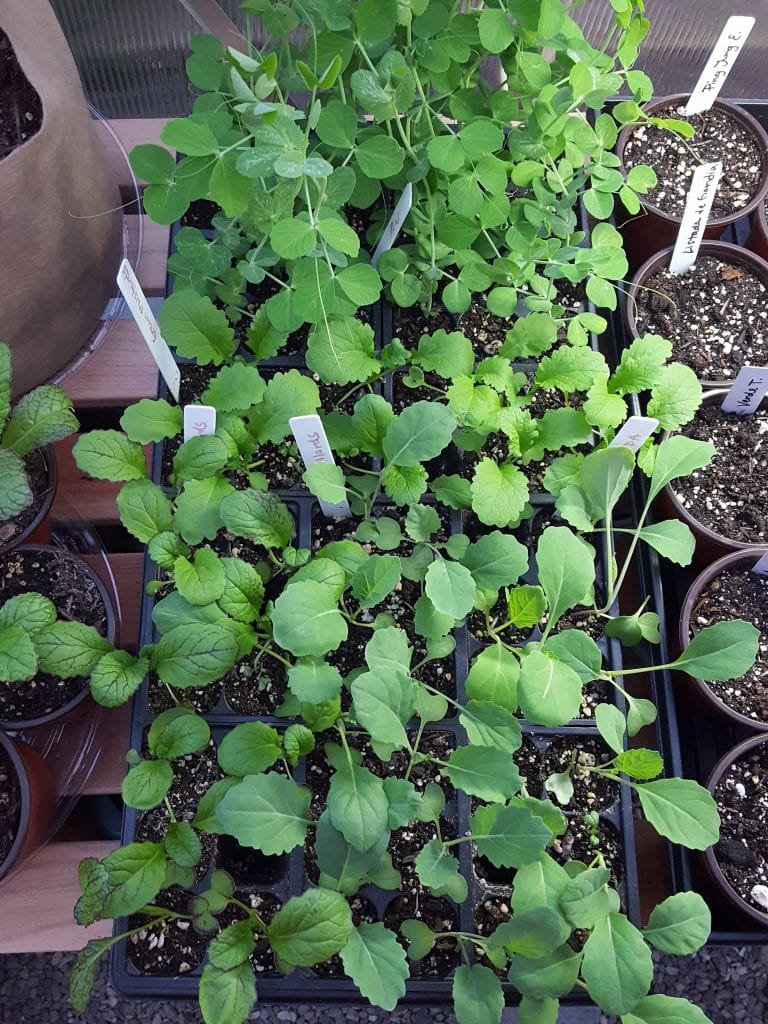 Looking down on trays of very green, healthy looking seedings on a wooden bench inside a greenhouse. 