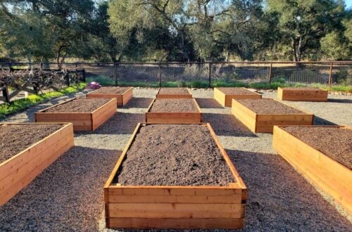 Many newly built wood raised beds that are freshly filled with soil.