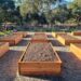 Many newly built wood raised beds that are freshly filled with soil.