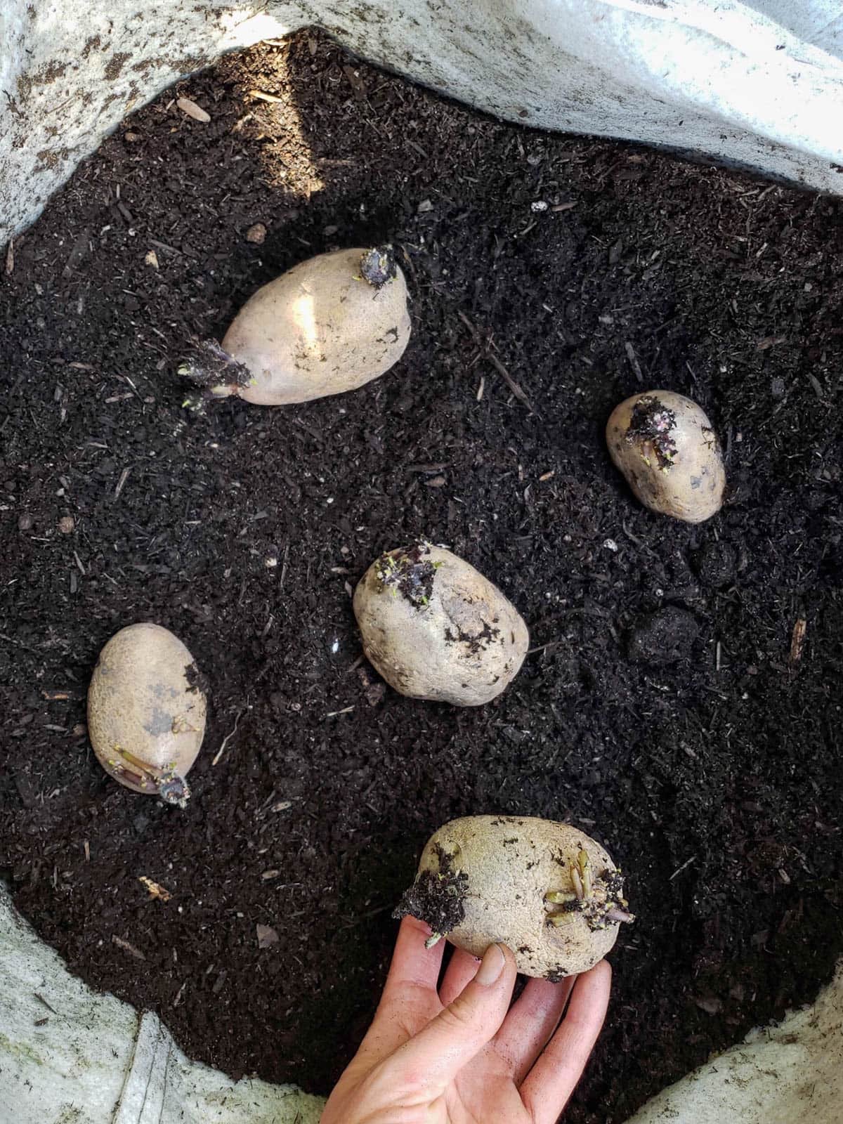 A number of seed potatoes are sitting face up on soil inside of a grow bag. A hand is holding a seed potato before it is placed in the soil.