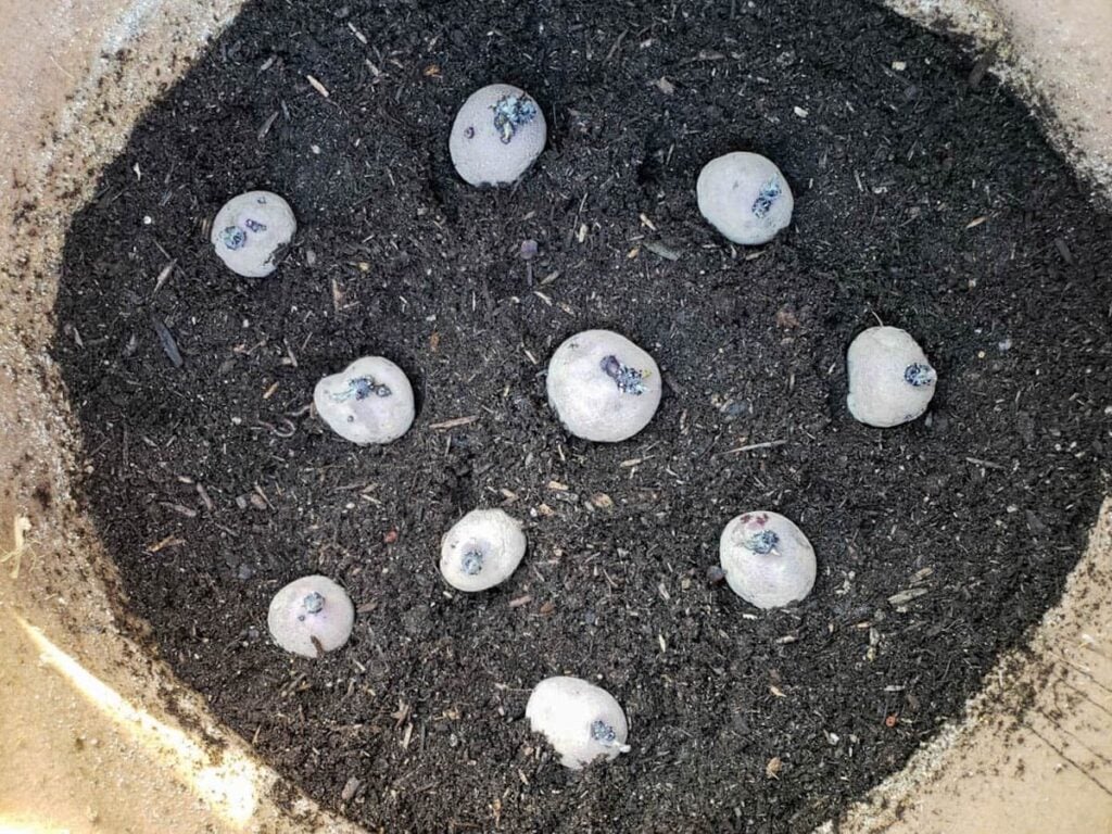 Seed potatoes facing with their sprouts pointing upwards on a bed of soil.