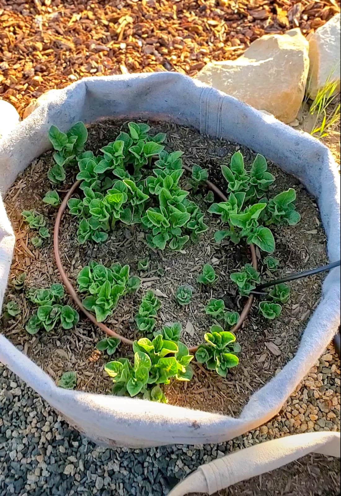 A 1/4 inch dripline section formed into a circle to irrigate a round fabric grow bag with drip irrigation.
