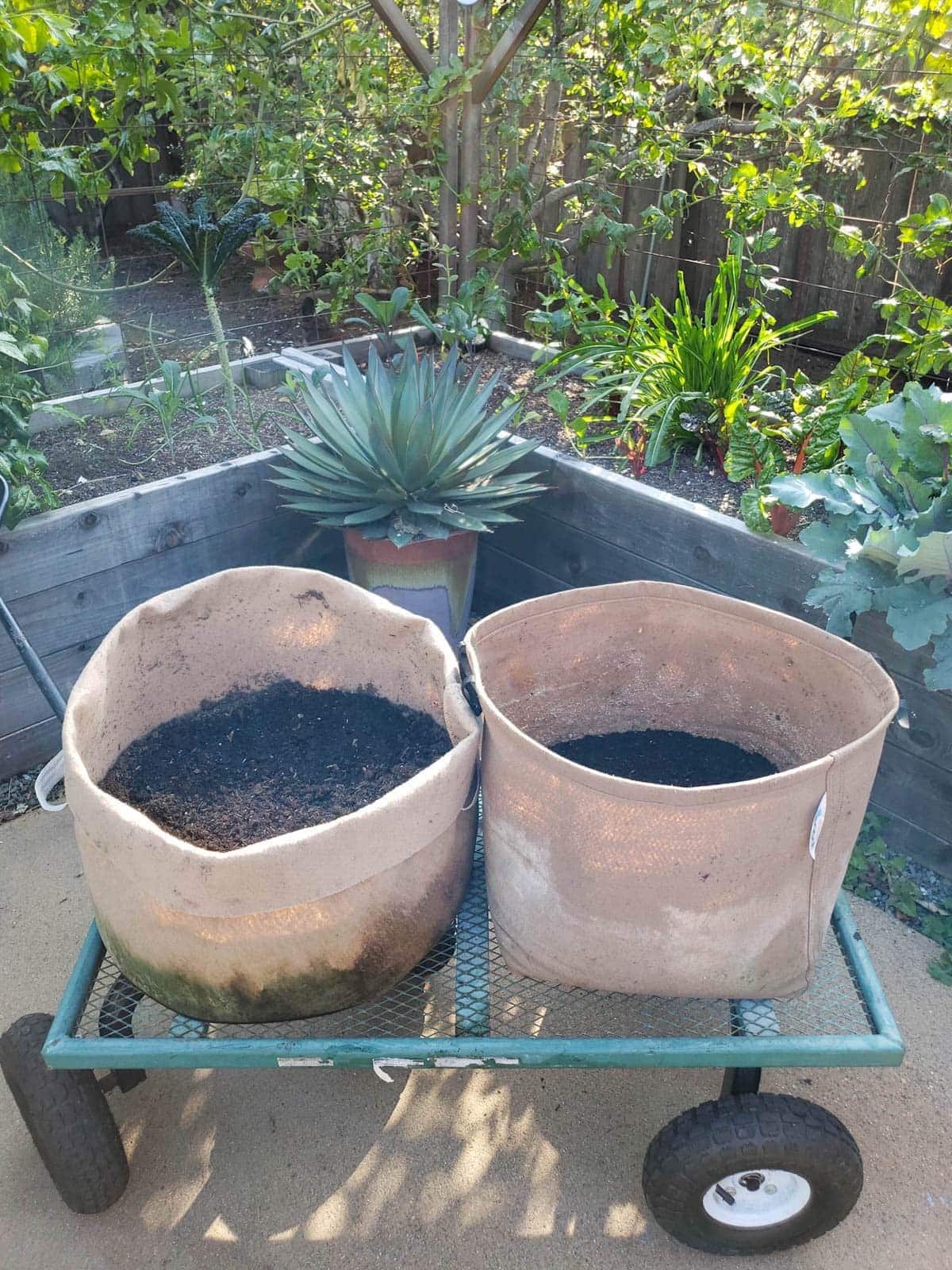 Two fabric grow bags partially full of soil sitting on a metal garden cart.