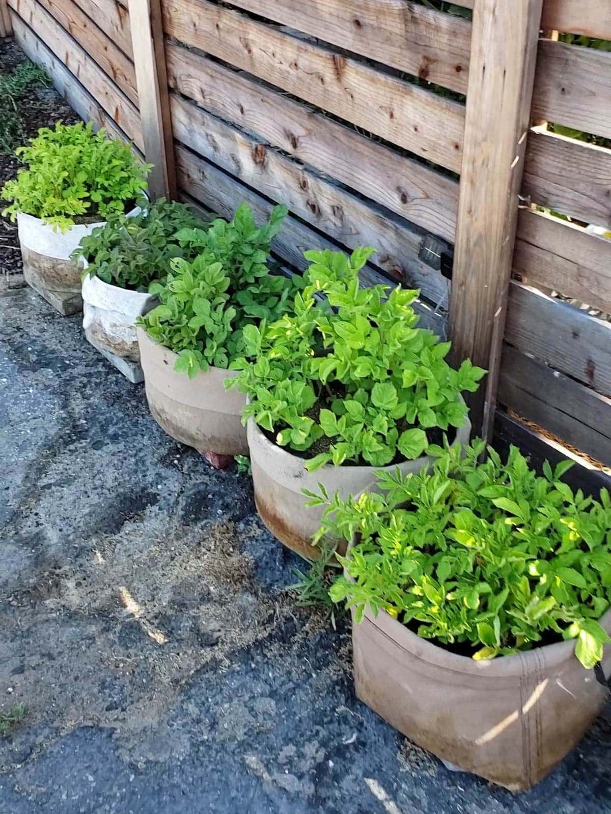 Five fabric grow bags being used to grow potatoes in containers. Their greens are growing upwards and vary in shades of green.