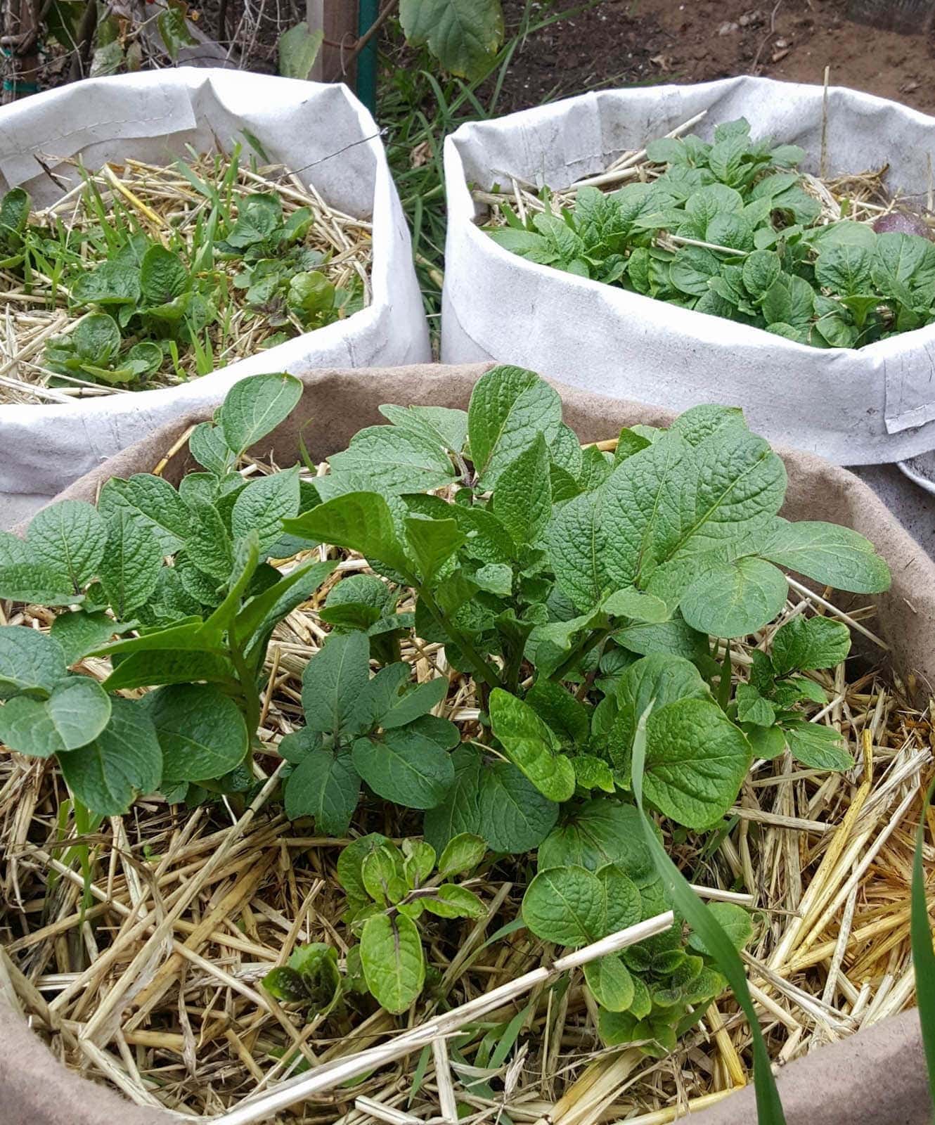 Potato greens growing out of a layer of straw in three fabric grow bag containers.