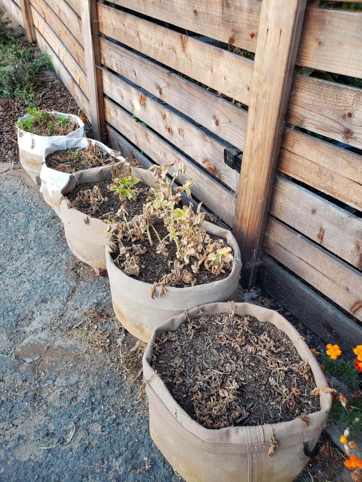 Fabric grow bags lined up along a wooden fence with horizontal slats. The plants in the bags have died back and turned yellow and brown.