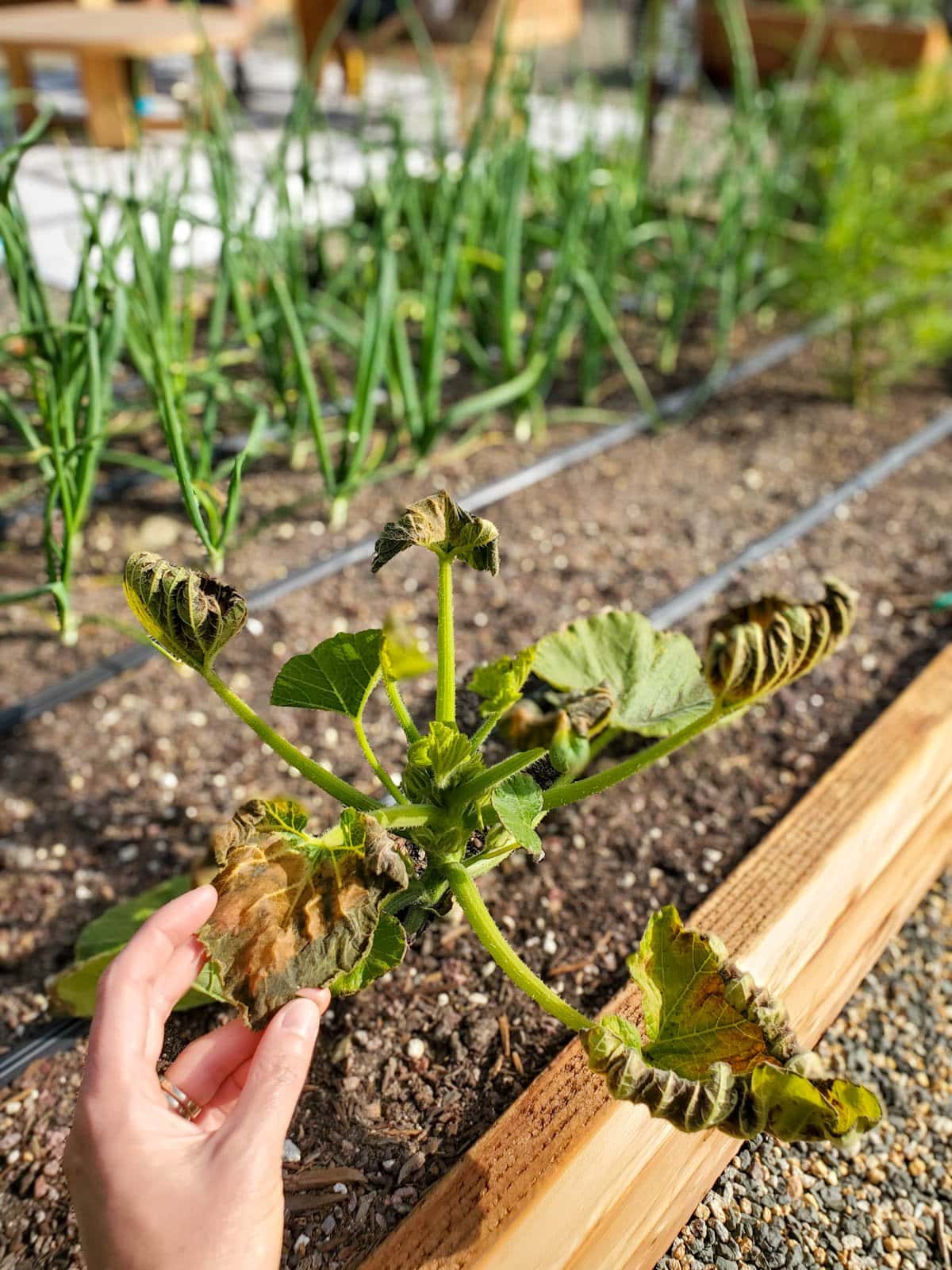 A small summer squash plant has brown and curling leaves after frost damage. 