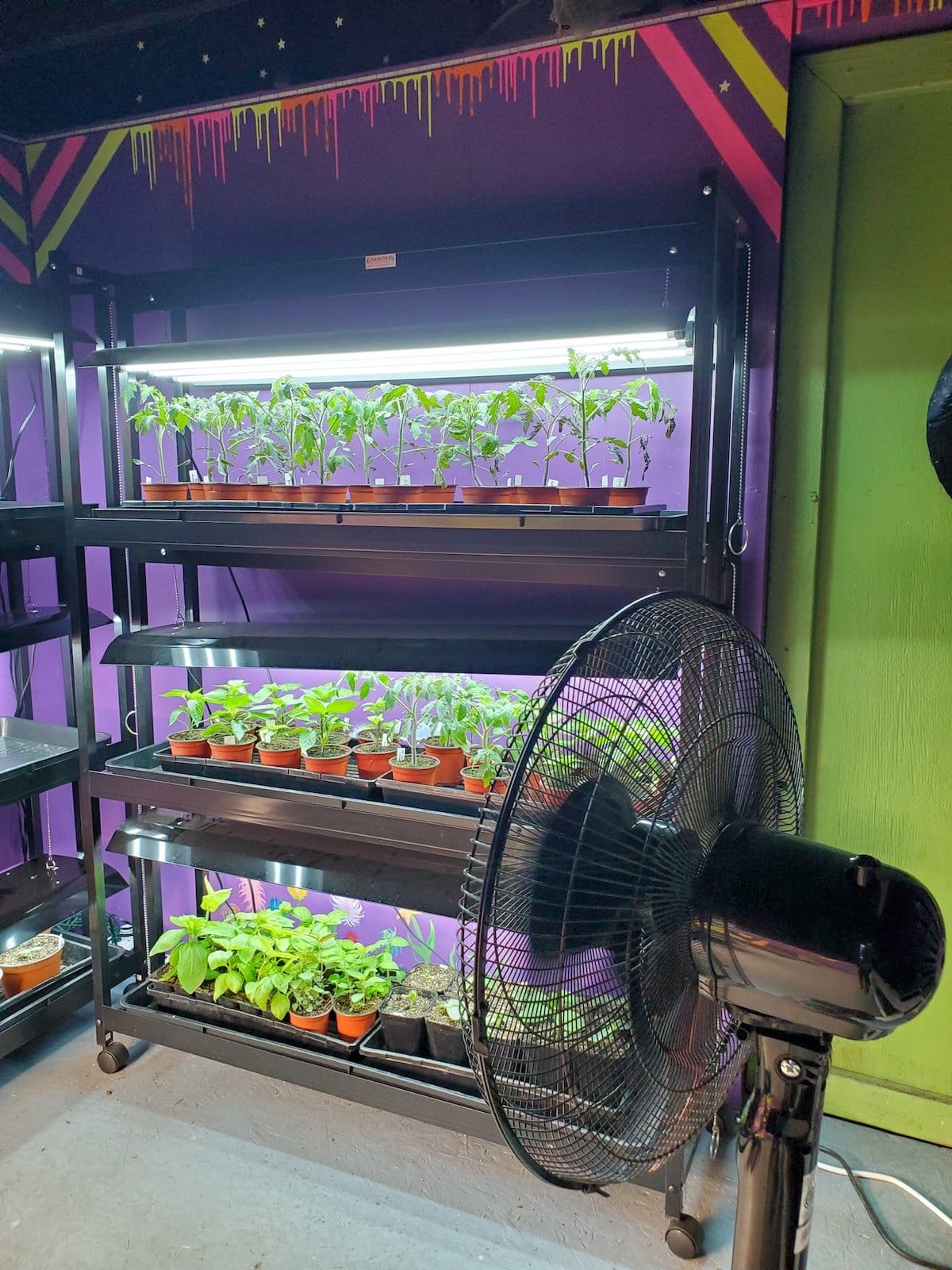 A standing oscillating fan is in front of a seedling grow light rack full of seedlings before hardening off. 