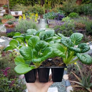 A hand is holding a six cell seedling pack with young seedlings growing in it. Beyond is a large garden space with a variety of plants growing.