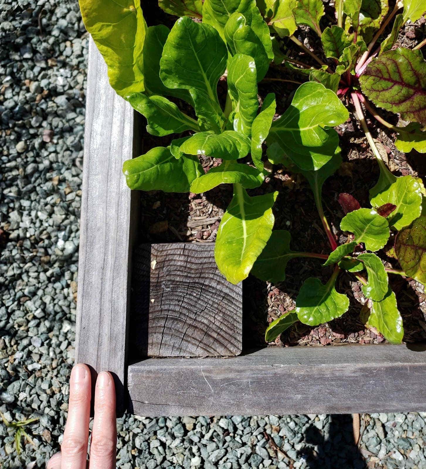 The corner of a mature raised garden bed shows the smaller side being sandwiched by the longer boards on the outside. Young beet seedlings are growing in the bed.