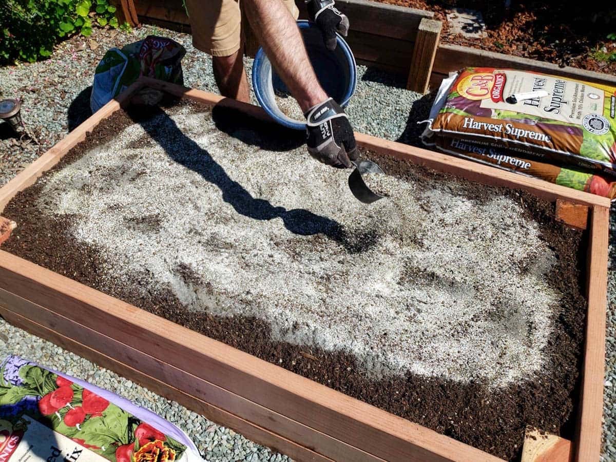 Sprinkling in a combination of kelp, alfalfa and neem meals to the top of the soil once the raised bed is full. This will be scratched into the top few inches of the soil, and watered in. We also added some rock dust here, and earlier when the bed was only half-full.