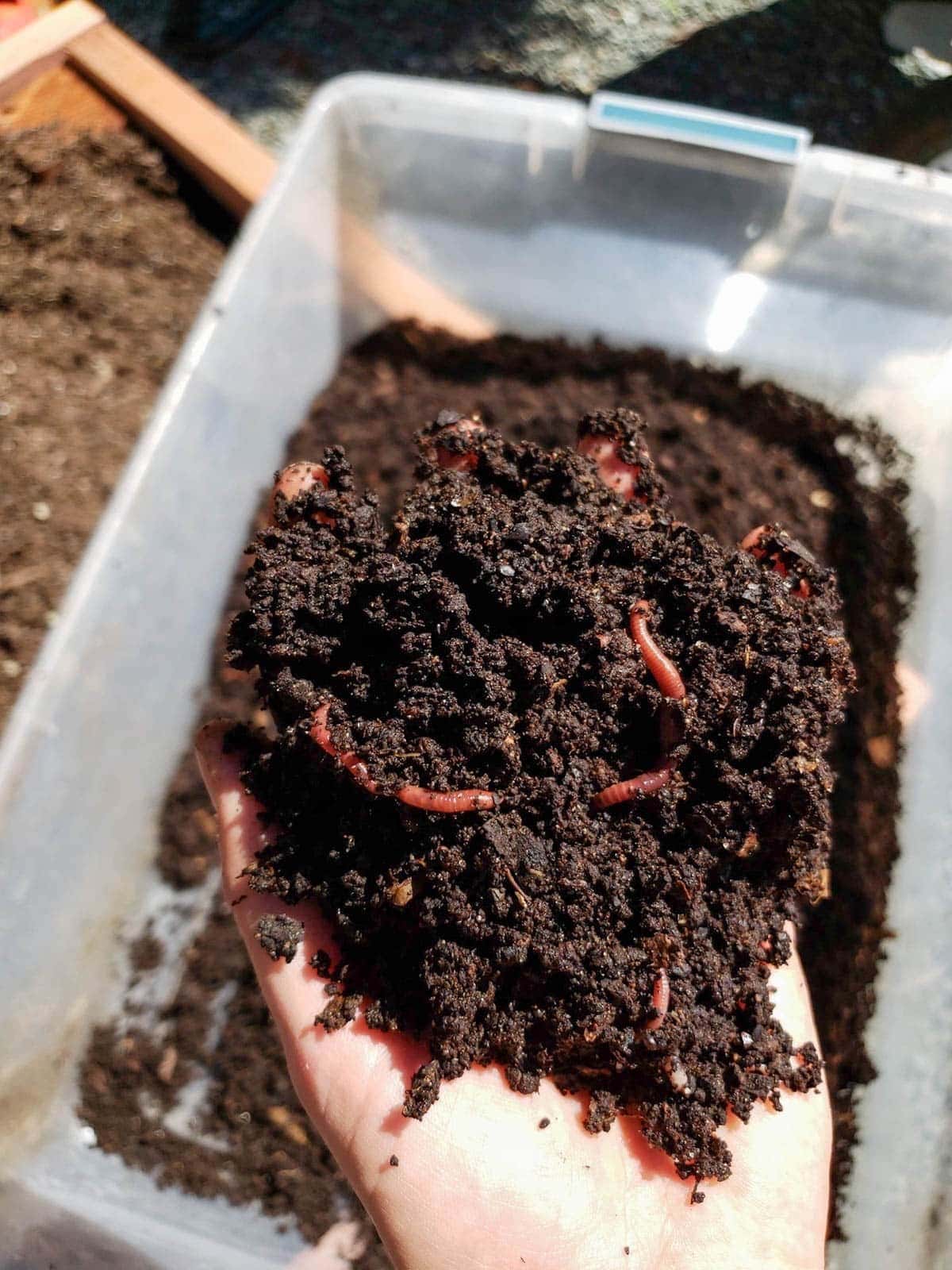 A hand holding a handful of rich looking soil, which is actually worm castings. A few red worms are in with the worm castings. In the background, there is a whole tub of worm castings,