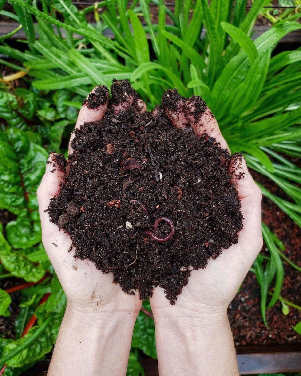 Two hands cupping rich brown organic soil with a few red worms, hovering over a garden bed with leafy greens in the background below.