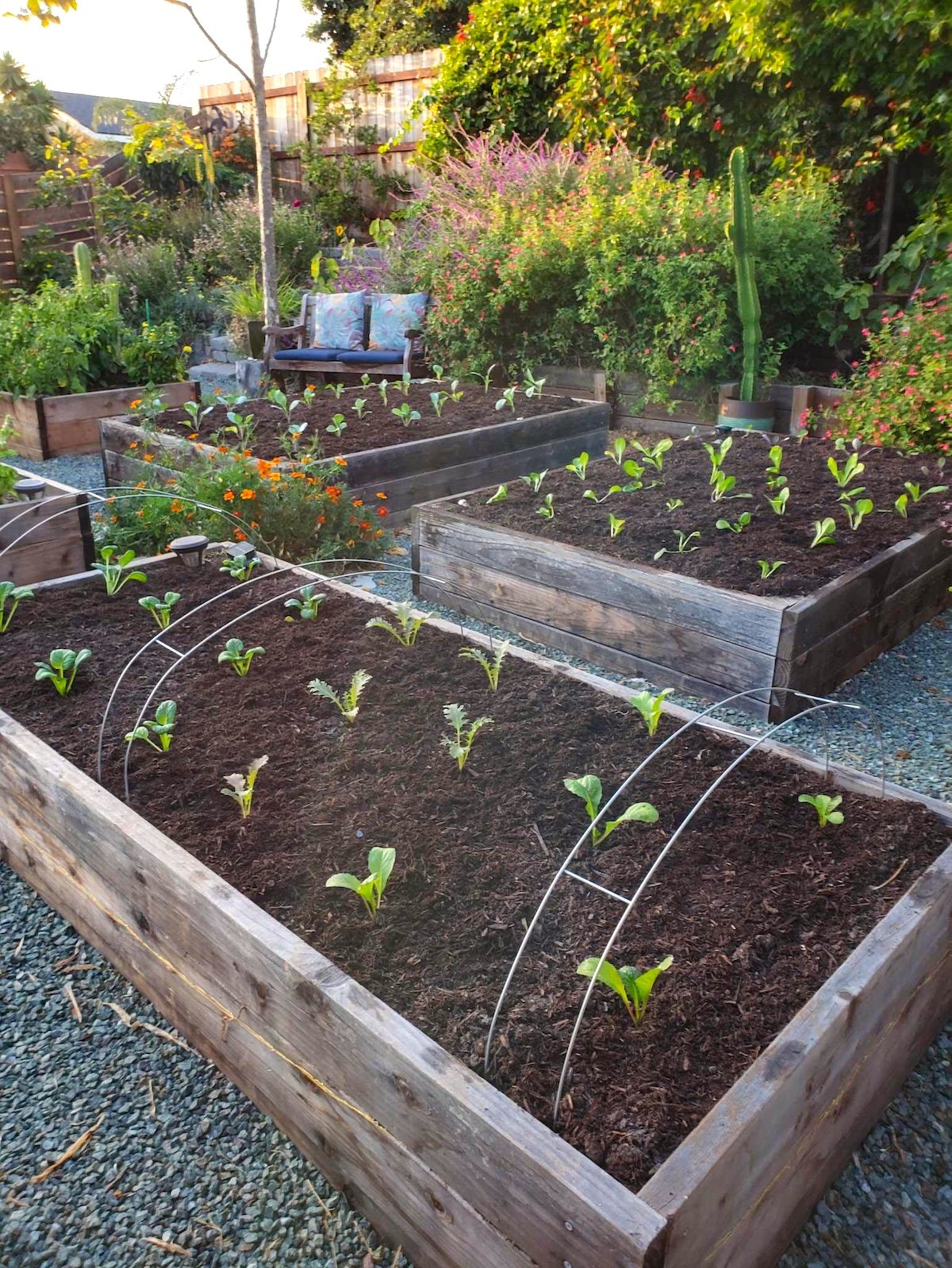 A number of wood raised garden beds are shown, each planted out with various young seedlings and topped with woody compost mulch. There are various perennial flowering plants in the background along with cacti, vines, shrubs, and trees.