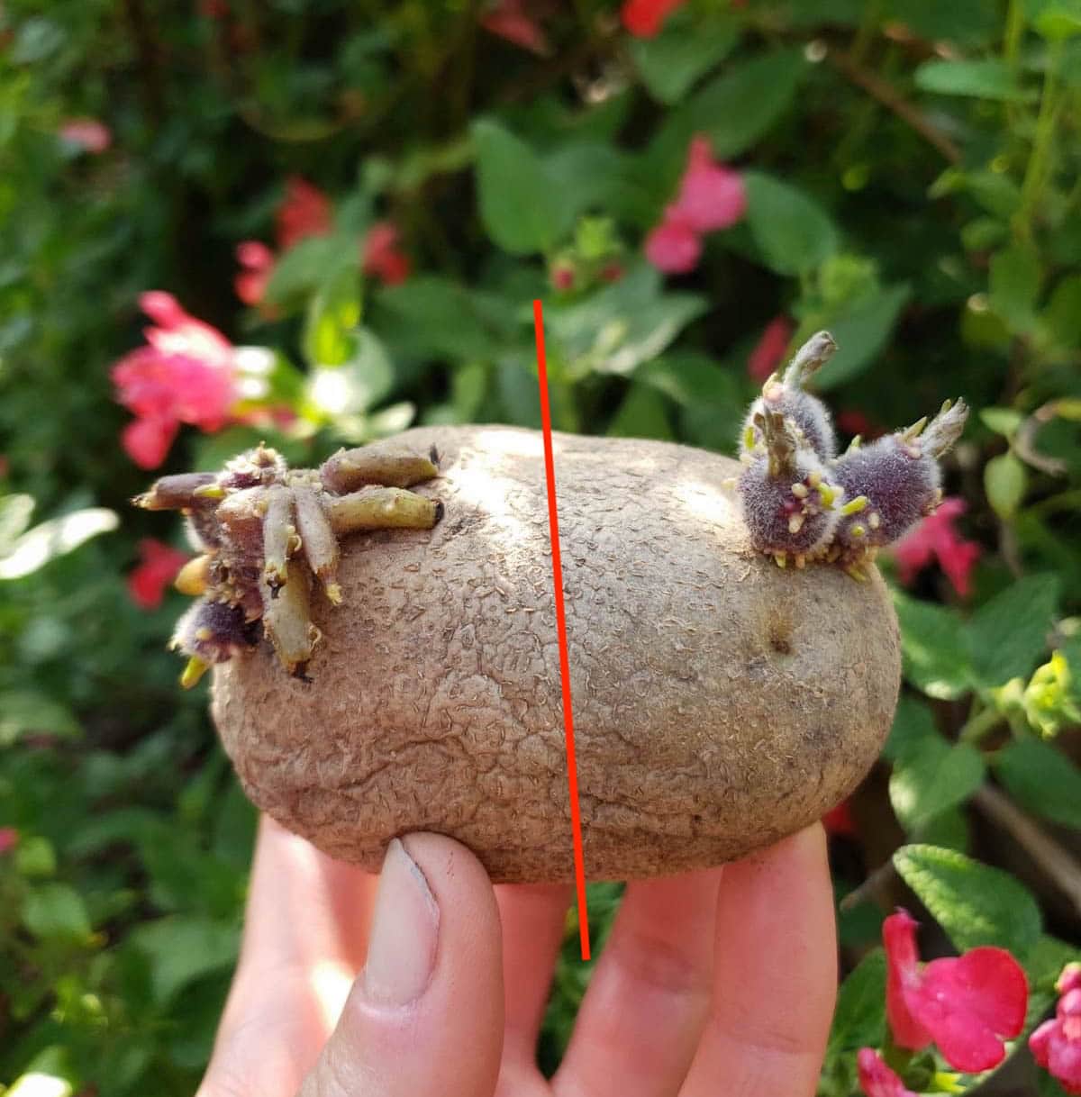 A large seed potato that is sprouting at two ends, with a knife positioned in the middle of it, showing that it could be cut in half to make two pieces of seed potato.