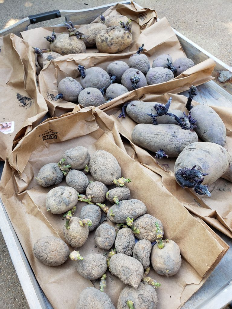 Grow Potatoes Using Paper Bags Plant Bags Kraft Paper Potato Growing