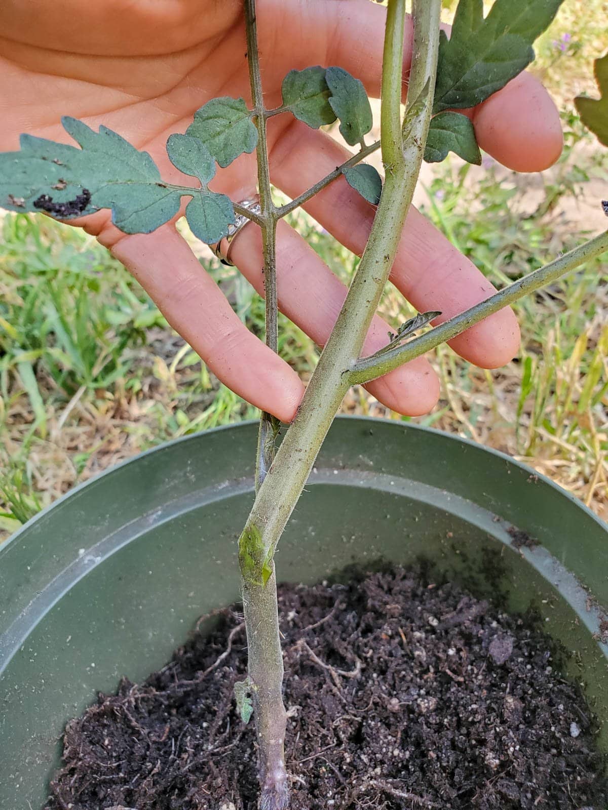 A tomato stem is broken after high winds. 